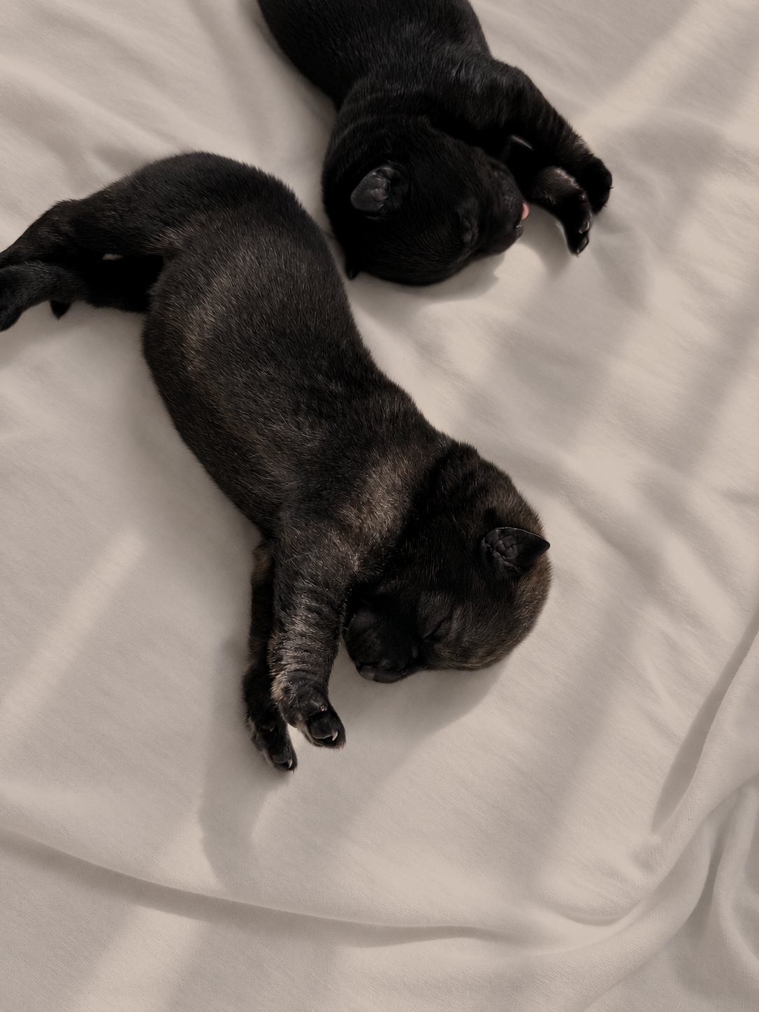 Dos cachorros dormidos