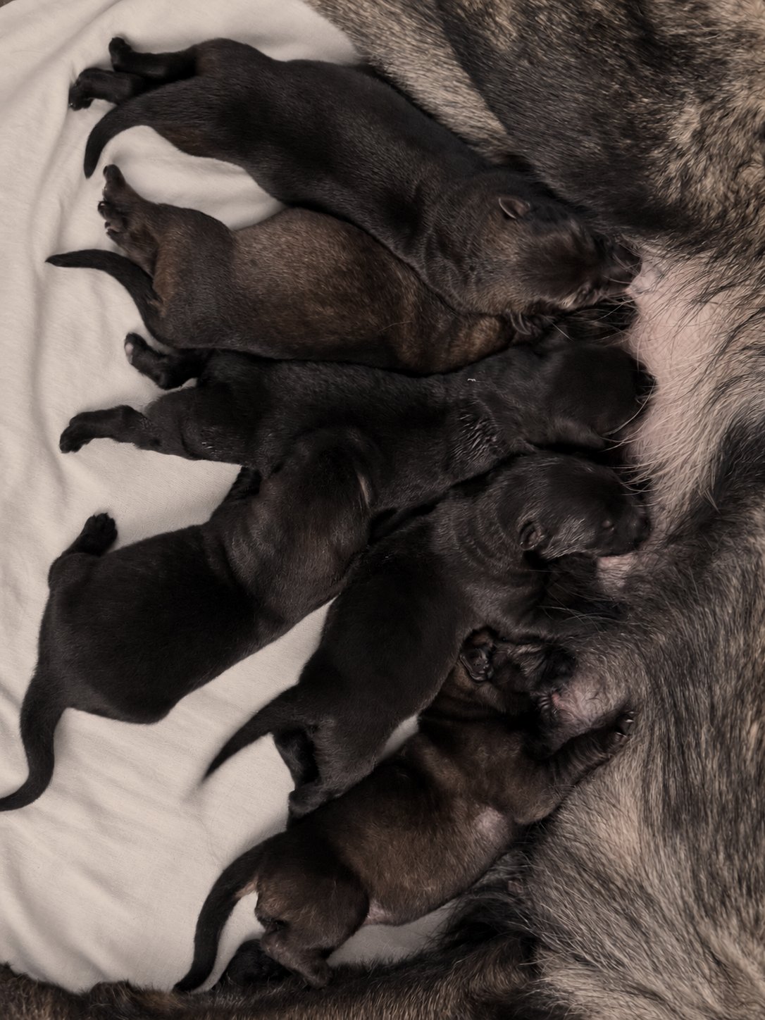 Los cachorros mamando, vistos desde arriba