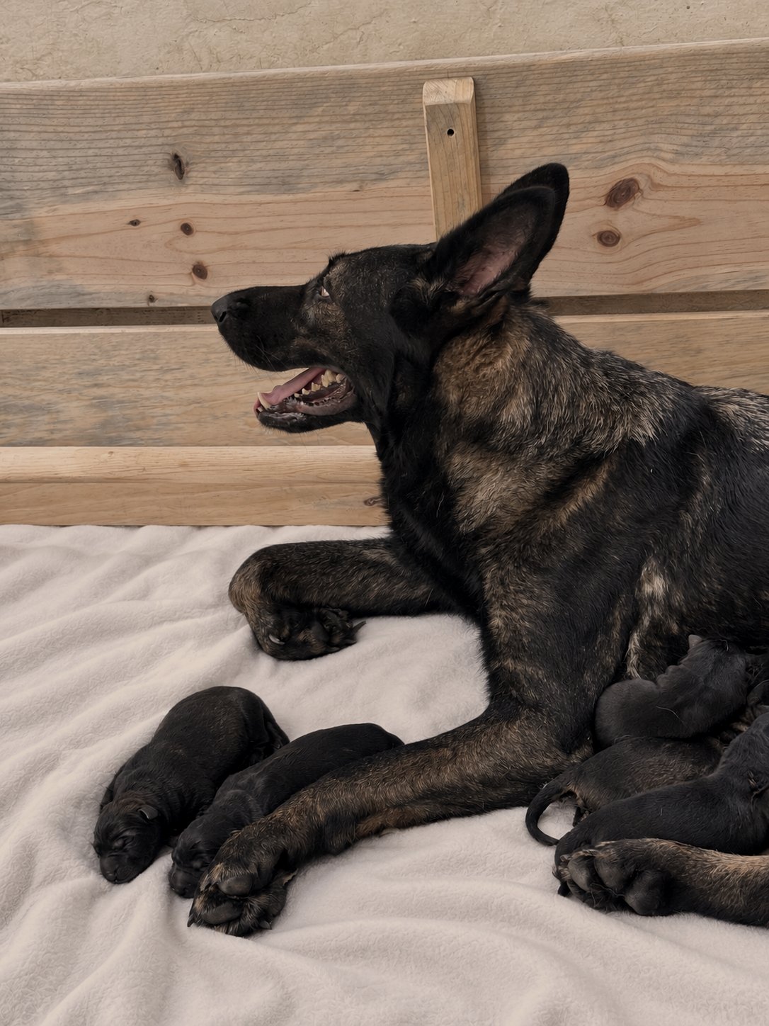 Milka echada de perfil, con los cachorros recién nacidos junto a sus patas