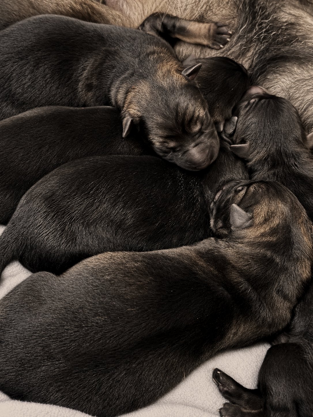 Cachorros dormidos, amontonados contra Milka
