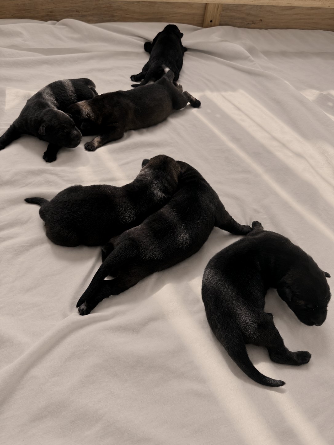 Los seis cachorros dormidos sobre una sábana blanca