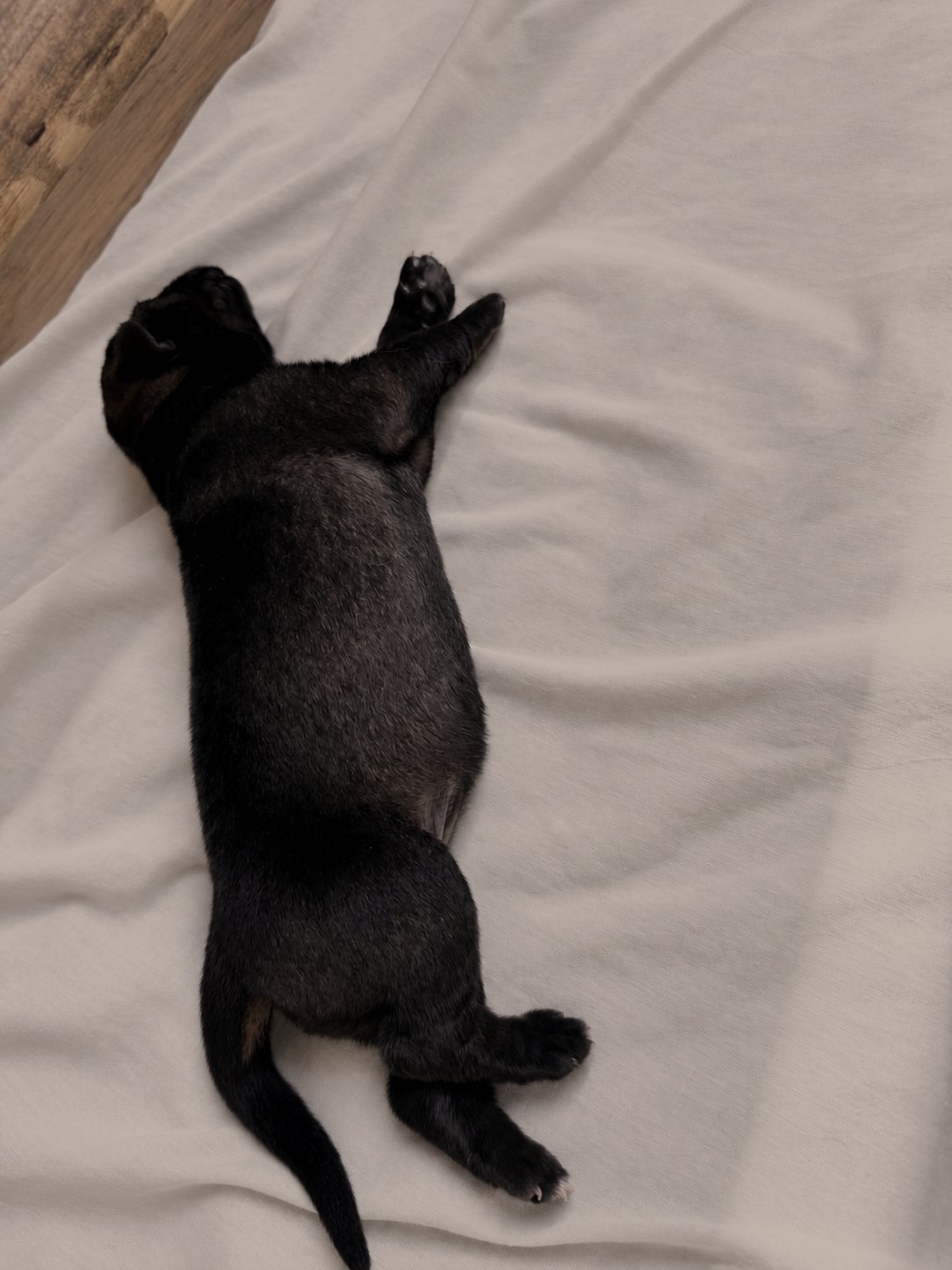 Un cachorro dormido boca abajo