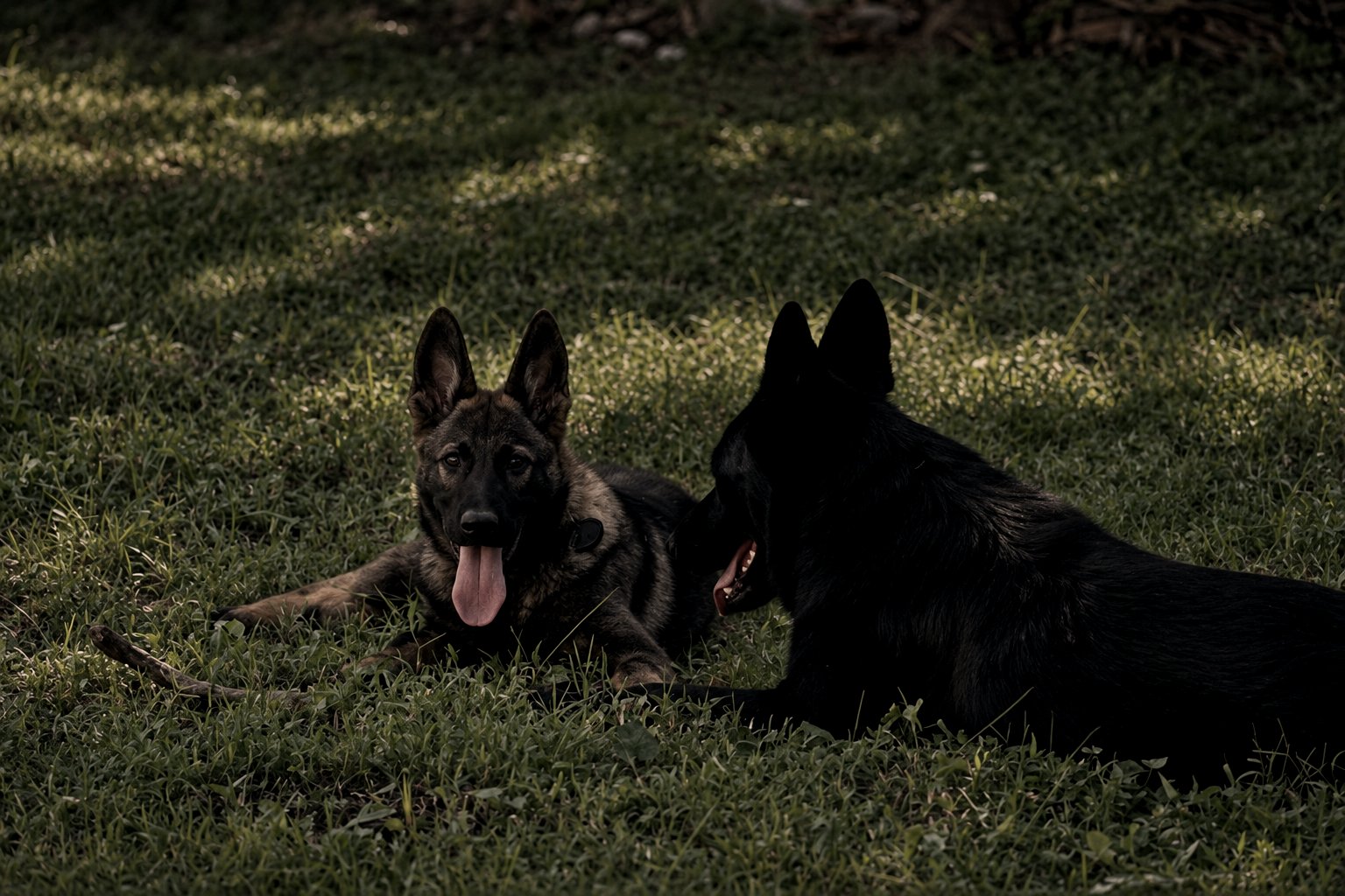 Nzo y Milka, Pastores Alemanes Dark Sable