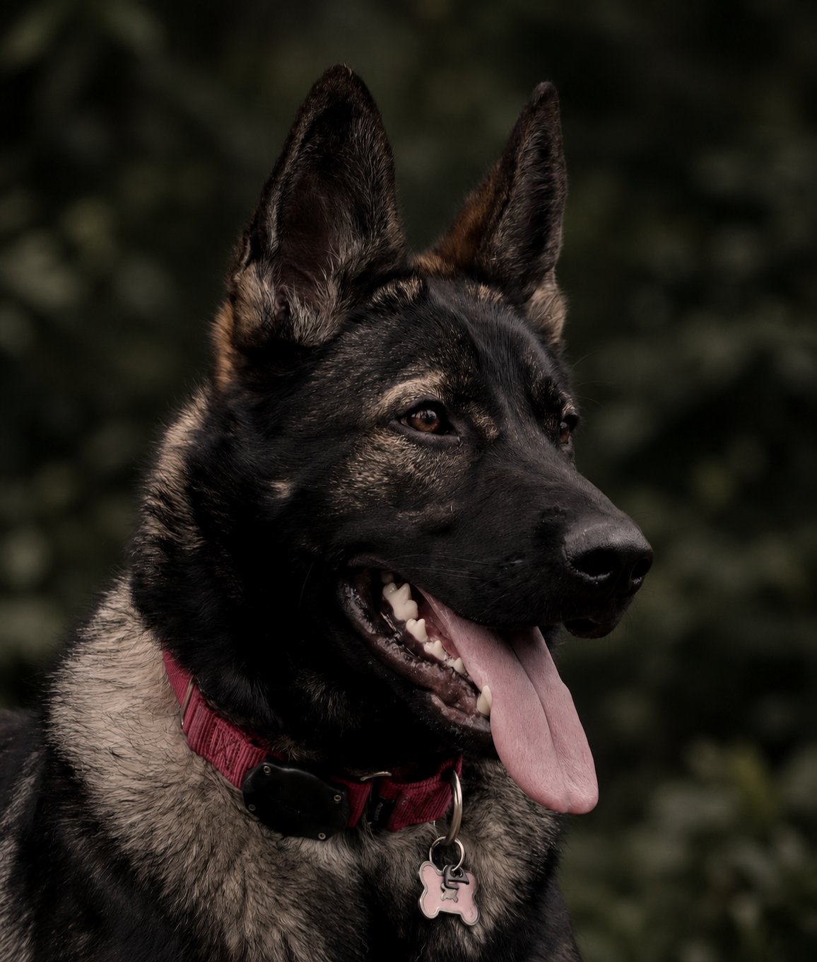 Retrato de Nzo
